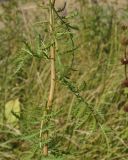 Tanacetum vulgare