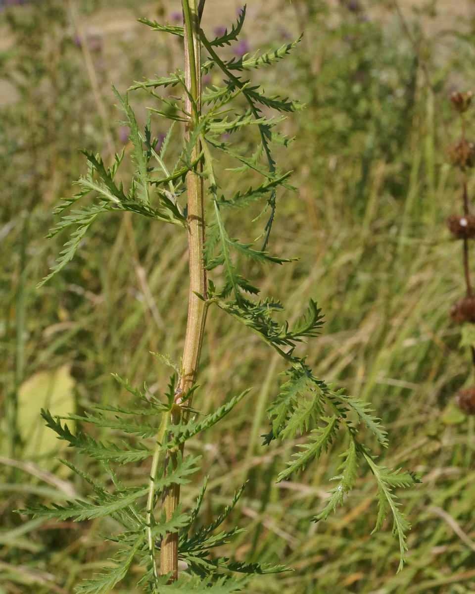 Image of Tanacetum vulgare specimen.