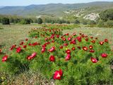 Paeonia tenuifolia