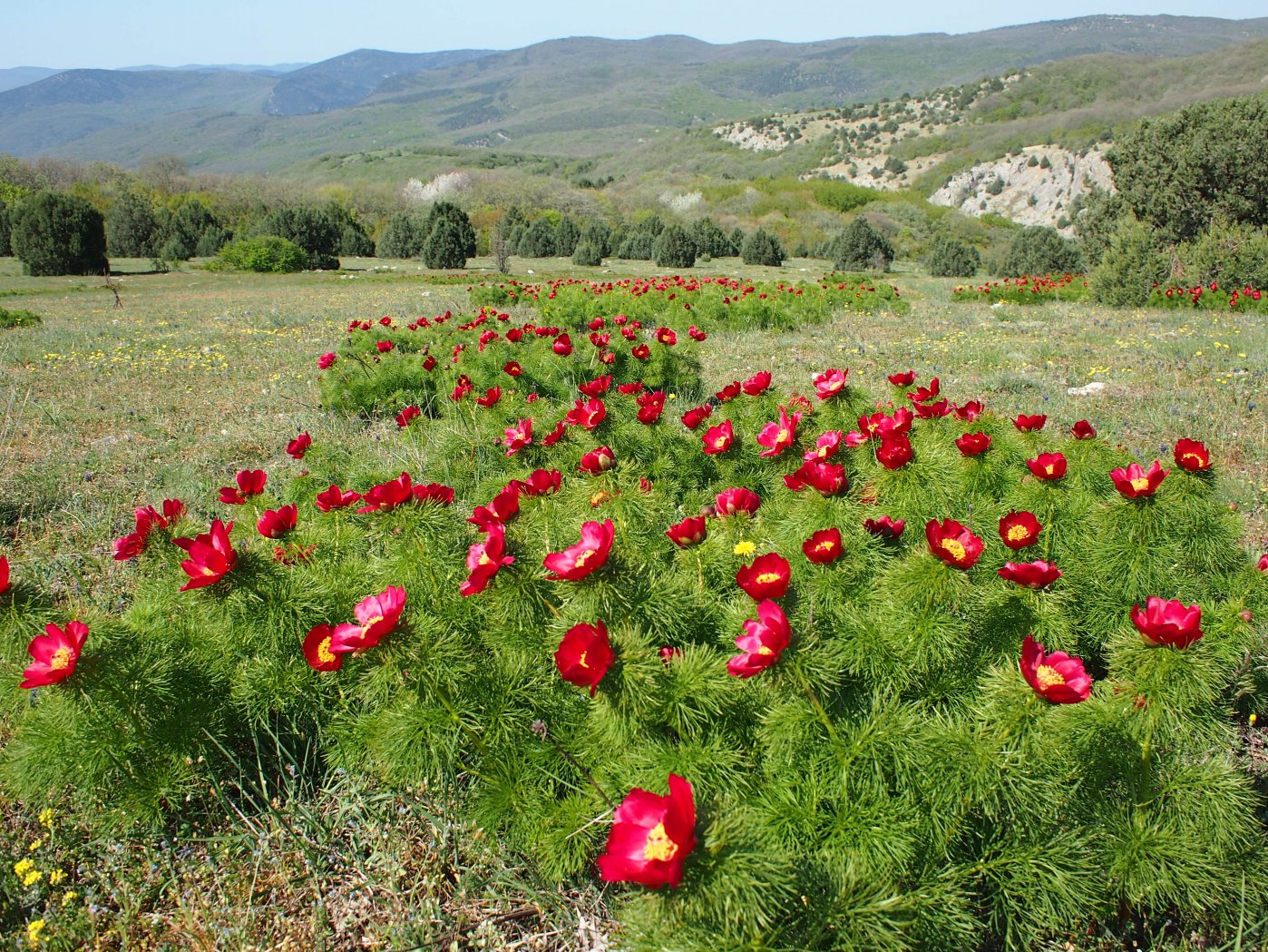 Image of Paeonia tenuifolia specimen.