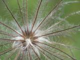 Pulsatilla uralensis