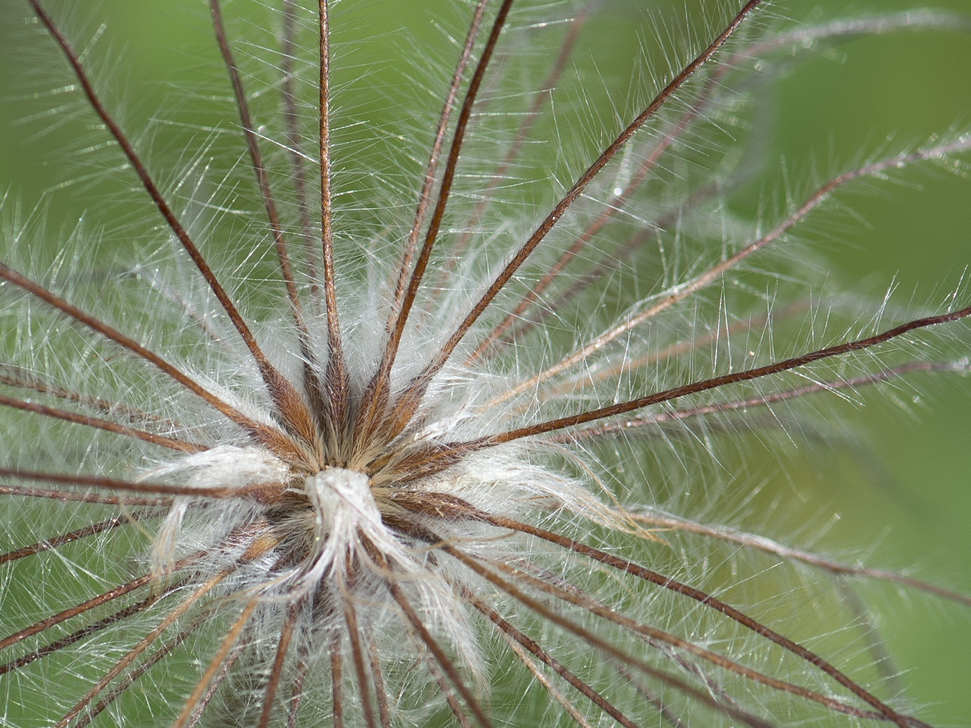 Изображение особи Pulsatilla uralensis.