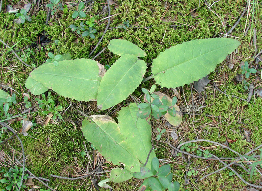 Image of genus Saussurea specimen.