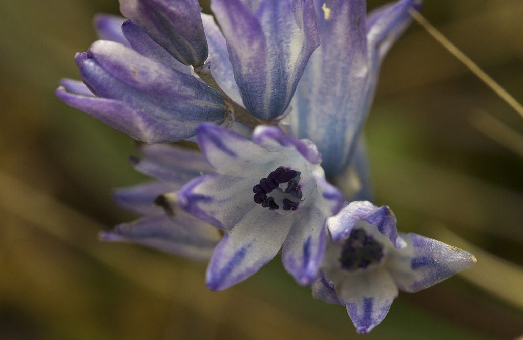 Image of Bellevalia hyacinthoides specimen.