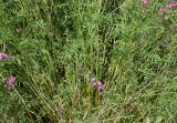 Astragalus macropterus
