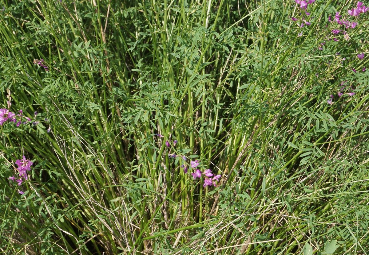 Изображение особи Astragalus macropterus.