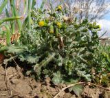 Senecio vulgaris. Цветущее растение. Краснодарский край, г. Усть-Лабинск, сорное на приусадебном участке. 27.02.2016.