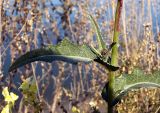 Sonchus arvensis ssp. uliginosus