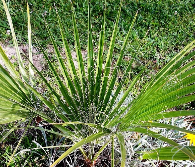 Изображение особи Washingtonia filifera.