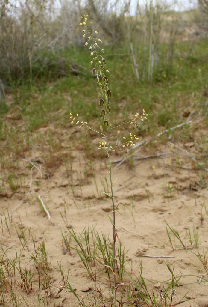 Image of Isatis violascens specimen.