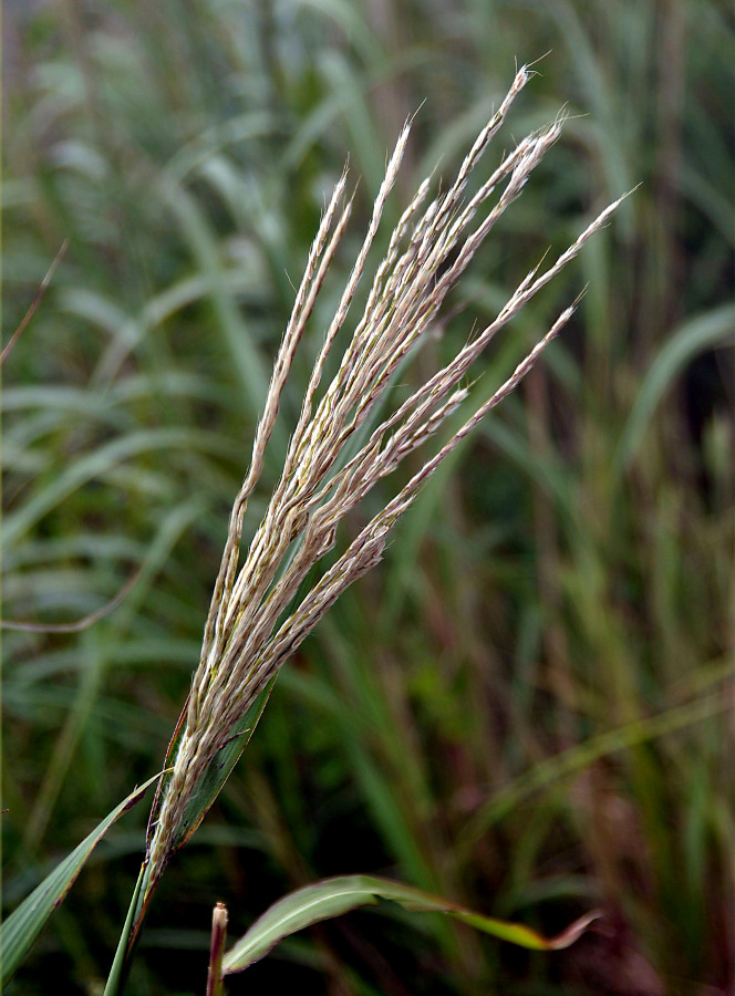 Изображение особи Miscanthus sinensis.