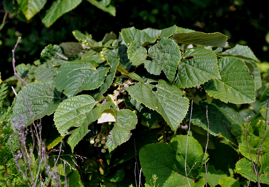 Image of Tilia mandshurica specimen.