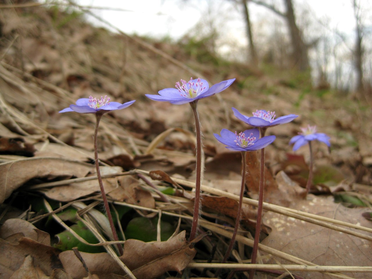 Image of Hepatica nobilis specimen.