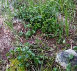 Salix herbacea