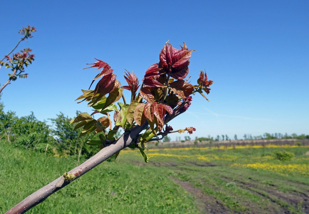 Изображение особи Ailanthus altissima.