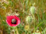 Papaver hybridum. Верхушки цветоносов с цветком и завязавшимися плодами. Краснодарский край, Темрюкский р-н, пос. Кучугуры, берег Азовского моря. 30.04.2016.