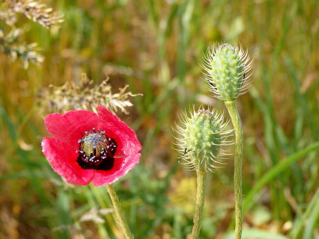 Изображение особи Papaver hybridum.