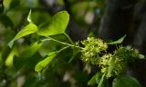 Rhamnus cathartica