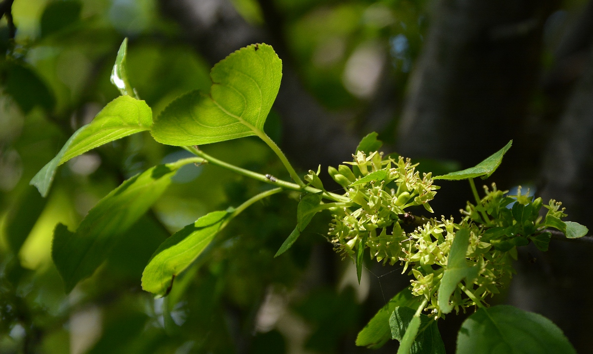 Изображение особи Rhamnus cathartica.