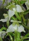 Platanthera chlorantha. Цветки. Крым, окр. Феодосии, хр. Тепе-Оба, нарушенная степь в междурядьях искусственного леса из сосны крымской с примесью лиственных деревьев и кустарников. 10 мая 2016 г.