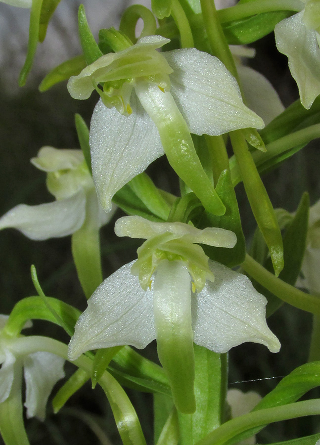 Изображение особи Platanthera chlorantha.