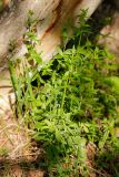 Galium boreale. Молодые растения. Татарстан, Нижнекамский р-н, окр. дер. Благодатная, лесостепной участок с чередованием степи и перелесков с преобладанием дуба. Среди древостоя. 14 мая 2016 г.