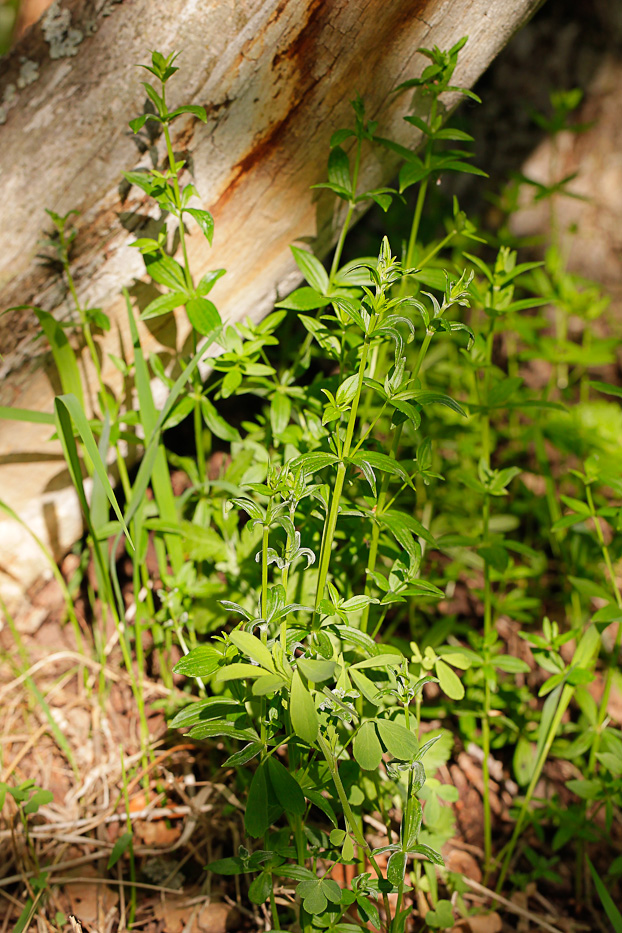 Изображение особи Galium boreale.