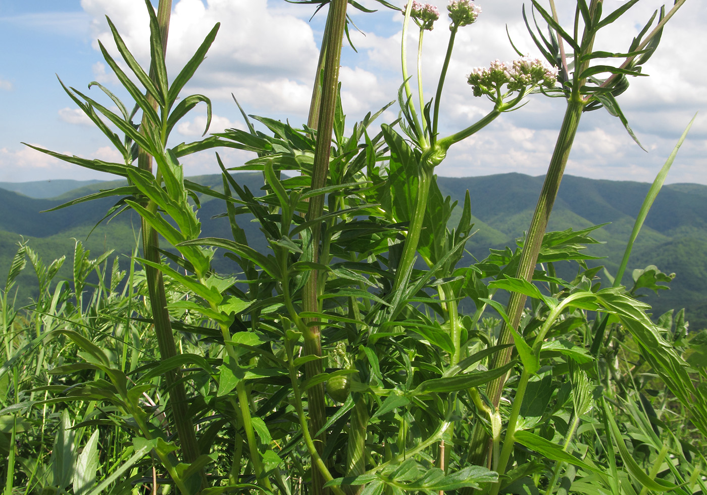 Изображение особи Valeriana rossica.