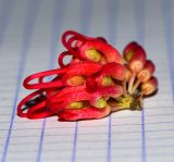 Hakea orthorrhyncha