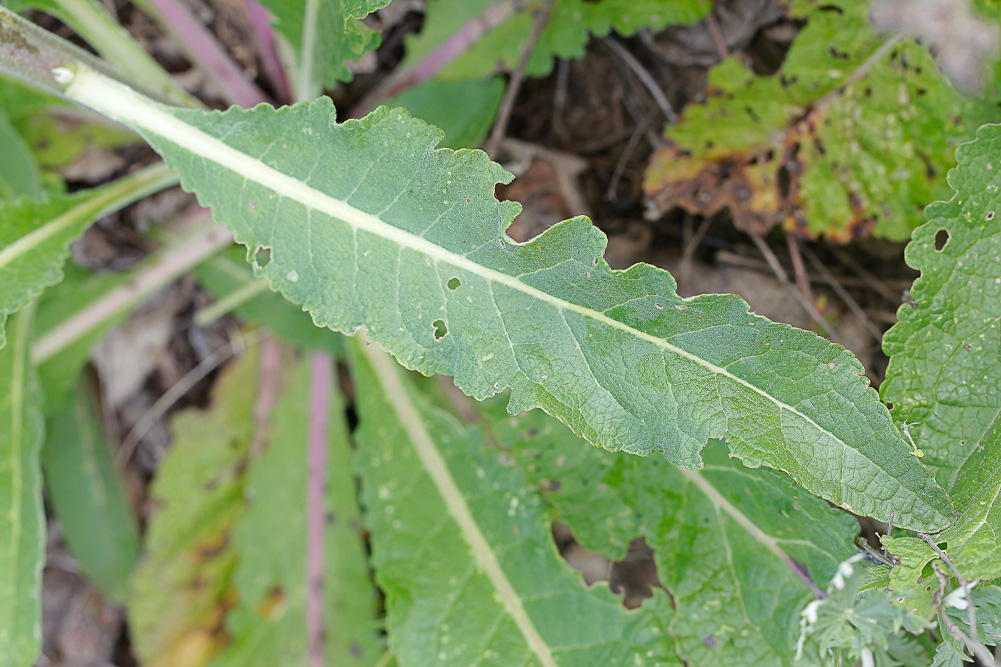 Image of Verbascum lychnitis specimen.