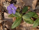 Vinca minor