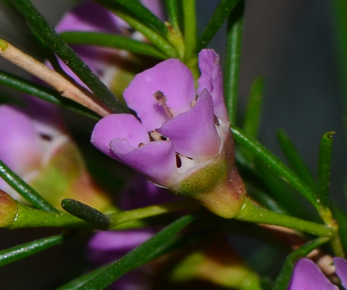 Изображение особи Chamelaucium uncinatum.