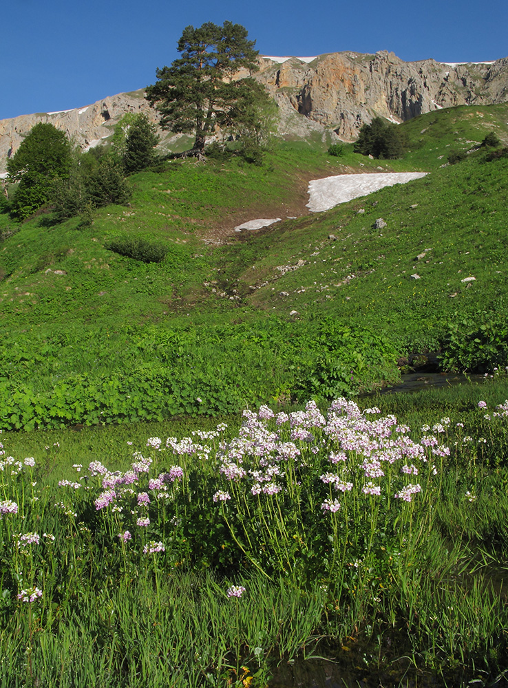 Изображение особи Cardamine seidlitziana.