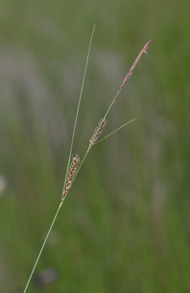 Изображение особи Carex lasiocarpa.