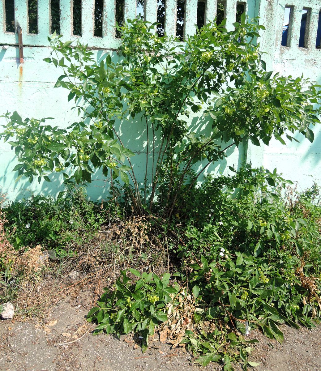 Image of Ptelea trifoliata specimen.