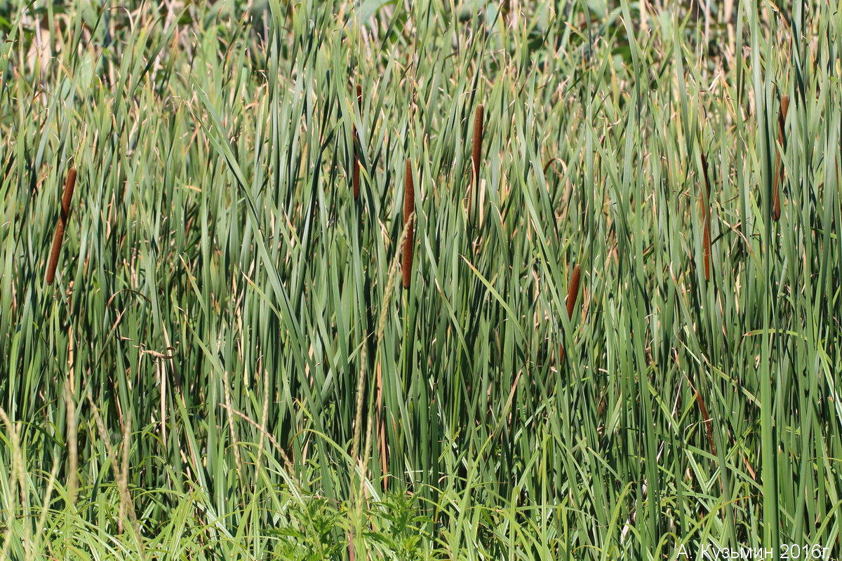 Image of genus Typha specimen.