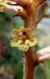 Orobanche laxissima