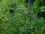 Vicia segetalis