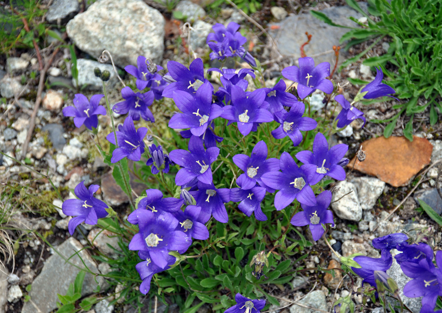 Изображение особи Campanula saxifraga.