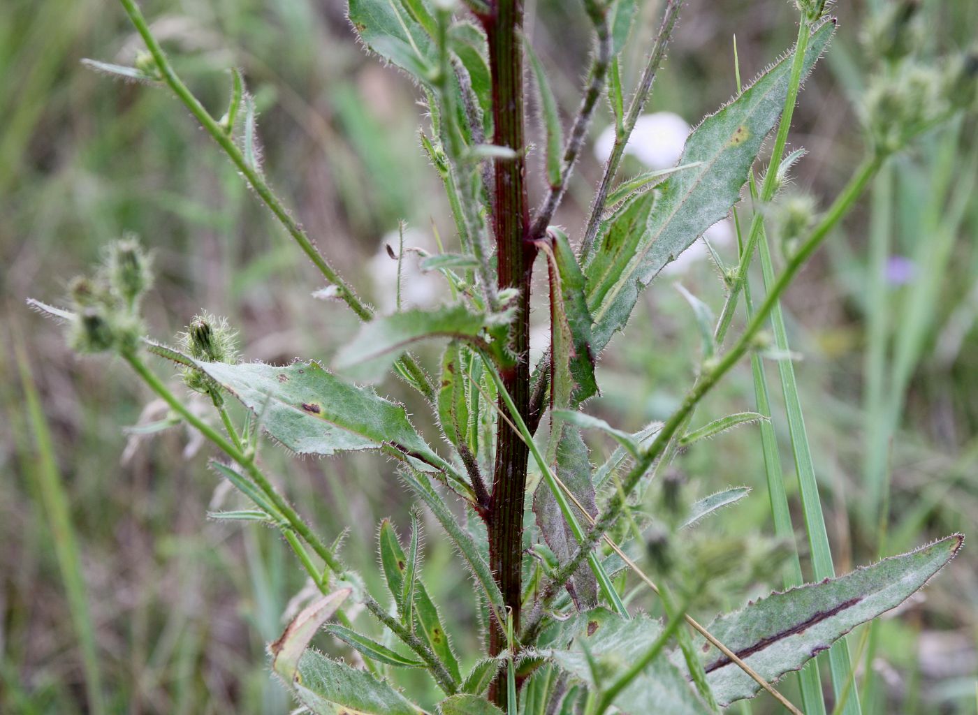 Image of Picris davurica specimen.