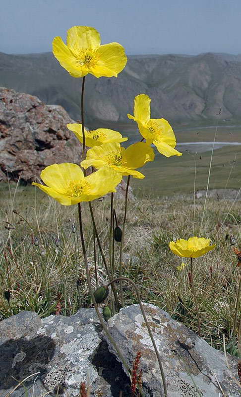 Image of Papaver croceum specimen.