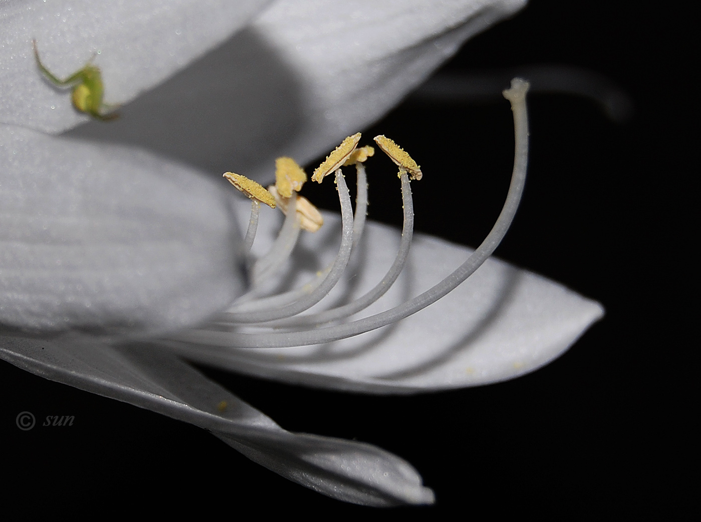 Изображение особи Hosta plantaginea.