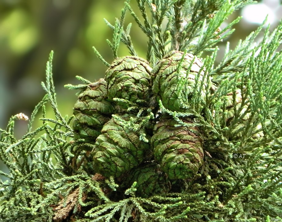 Изображение особи Sequoiadendron giganteum.