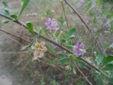 Lycium barbarum