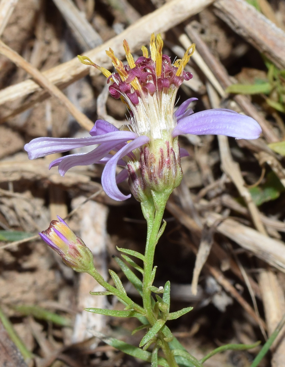 Изображение особи Galatella coriacea.