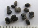 Image of taxon representative. Author is Сергей Банкетов