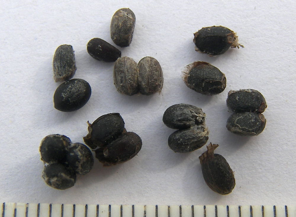 Image of Salvia ringens specimen.