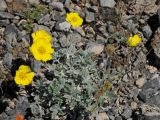 Potentilla hololeuca