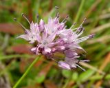 Allium maackii