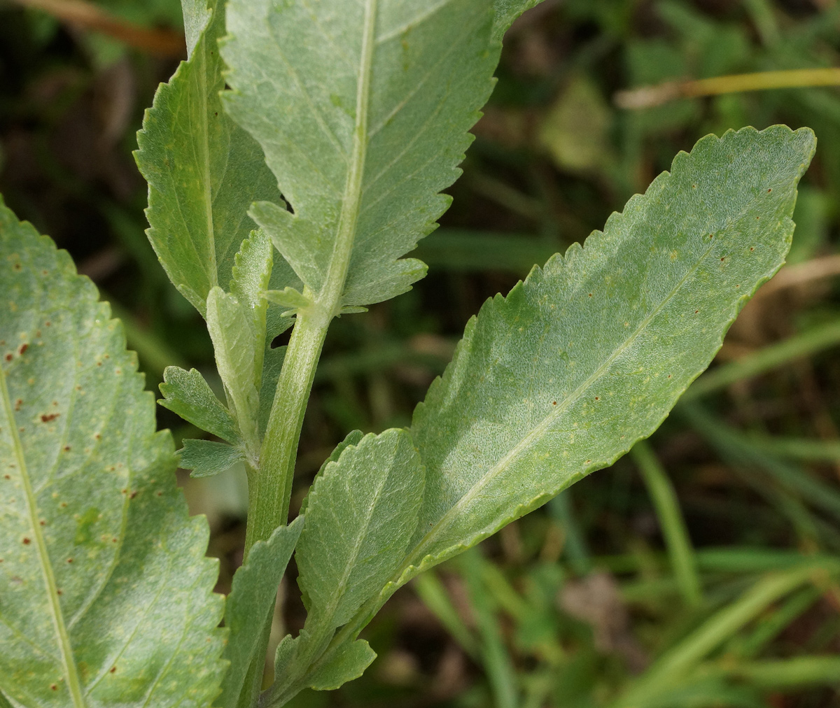 Image of Pyrethrum balsamita specimen.